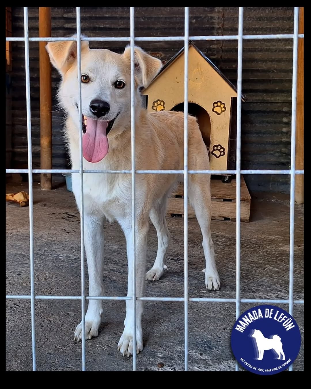 Willy en adopcion