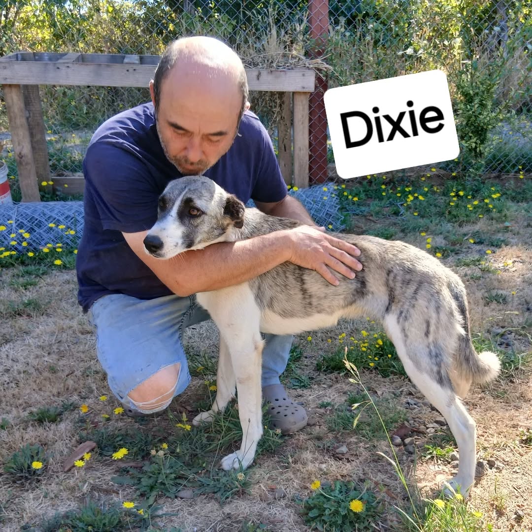 Dixie en adopcion