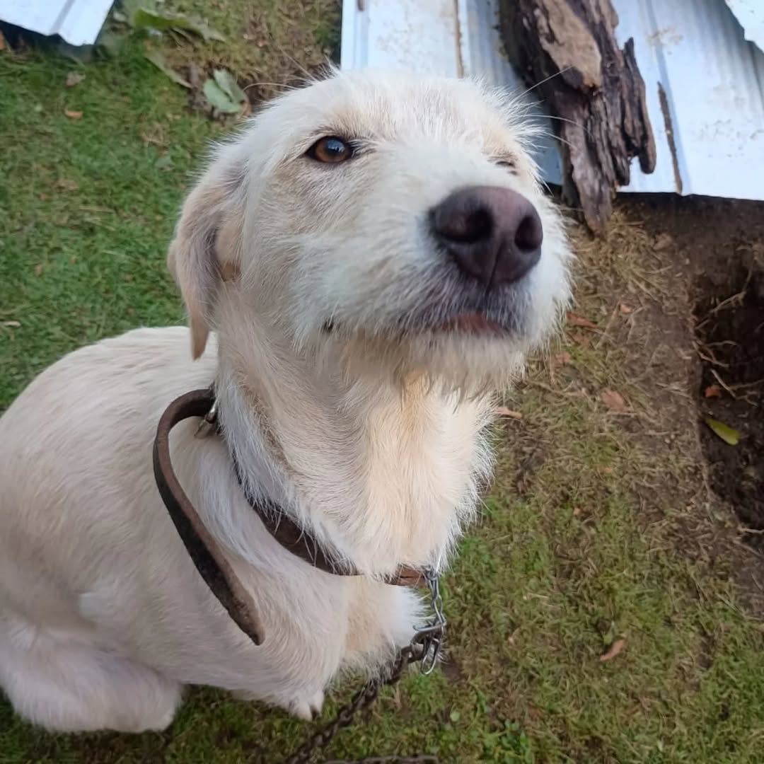 Perrito joven en adopcion